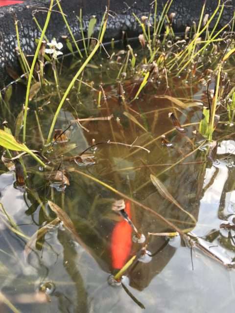 本日は涼しいですね