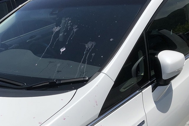 車のガラス面に付いた鳥のフン対策